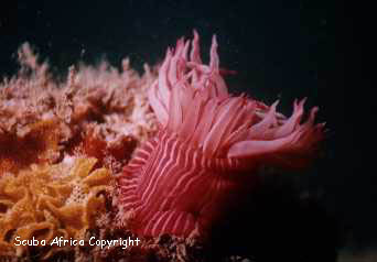Picture of a Striped Anemone