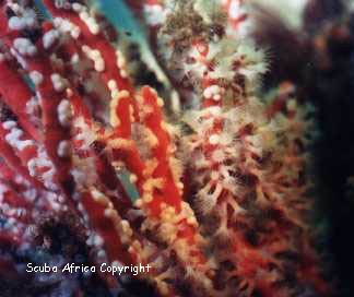 Picture of a Palmate sea fan
